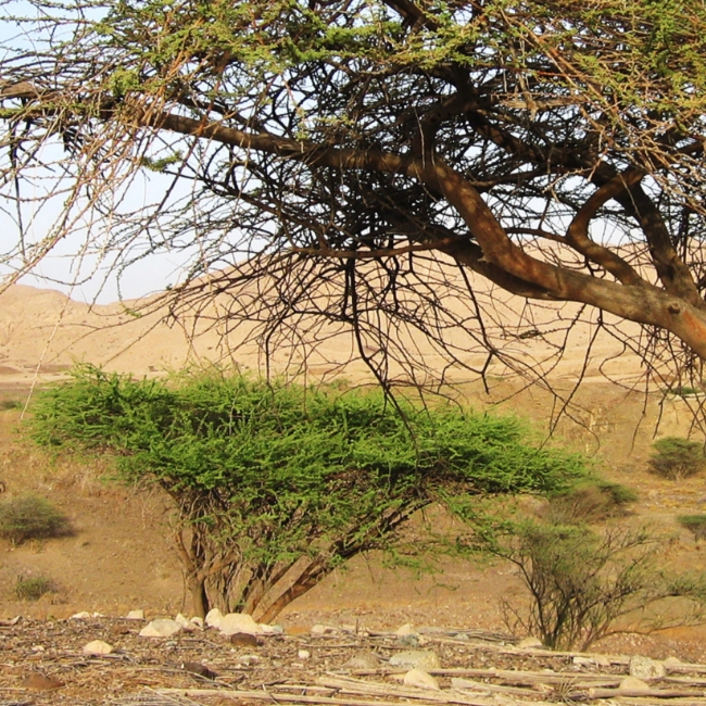 Oman Botanic Garden