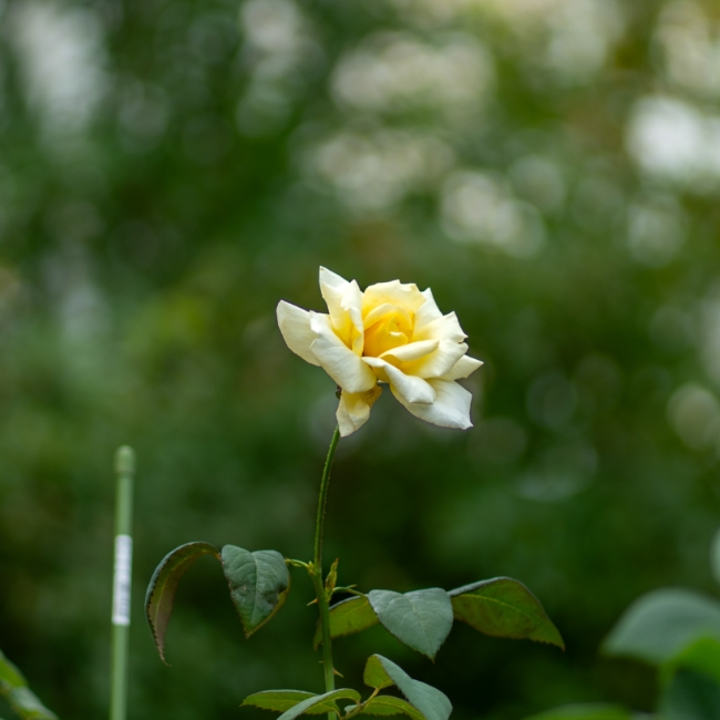 Oman Botanic Garden