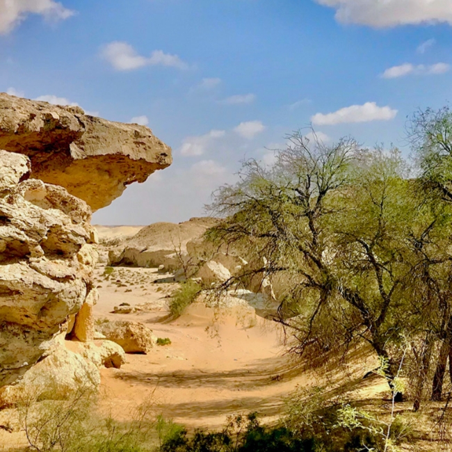 Oman Botanic Garden