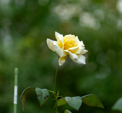 Native Flora